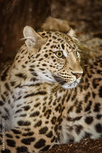Leopard  Panthera Pardus 