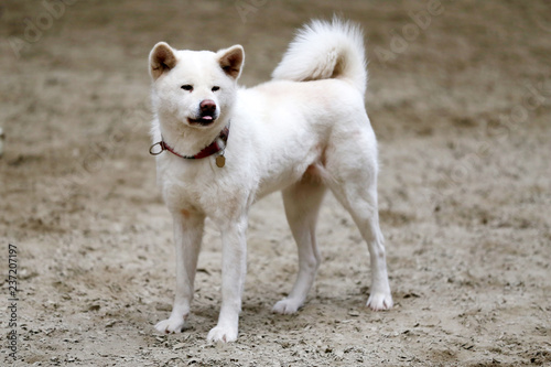Head portrait of a young japanese adult akita inu dog