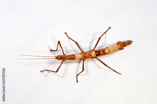 Guadeloupe-Stabschrecke / Zimtstabschrecke (Lamponius guerini) - Guadeloupe Stick Insect