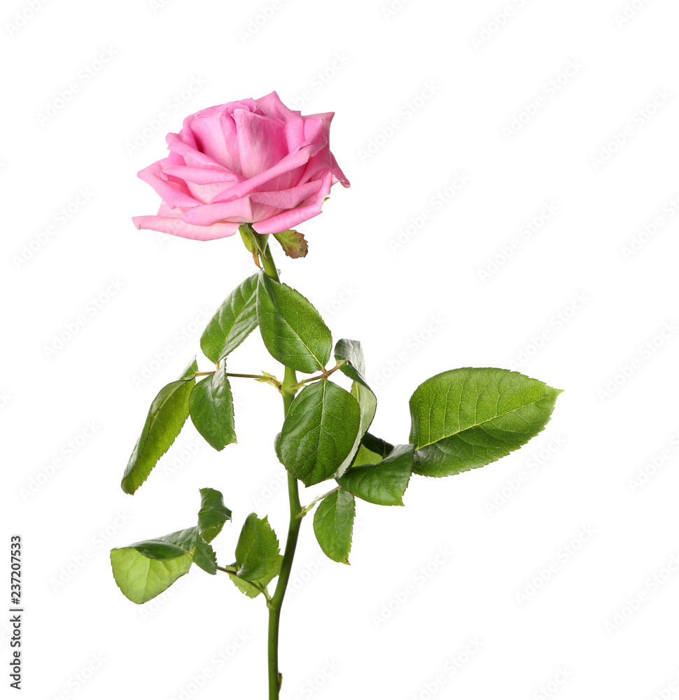 Fototapeta premium Beautiful pink rose on white background