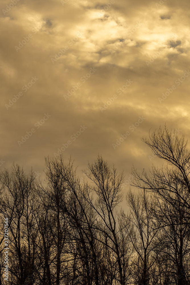 Silhouette of a tree against a sky. Silhouette of a tree against a sky.
