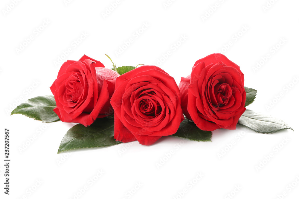 Beautiful red roses on white background