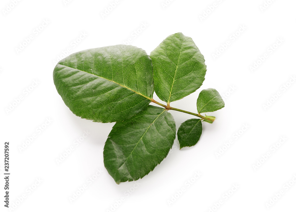 Fototapeta premium Green leaves of rose on white background