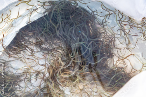 Tausende von beschlagnahmten Aalen wurden im Rhein ausgesetzt