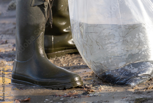 Tausende von beschlagnahmten Aalen wurden im Rhein ausgesetzt