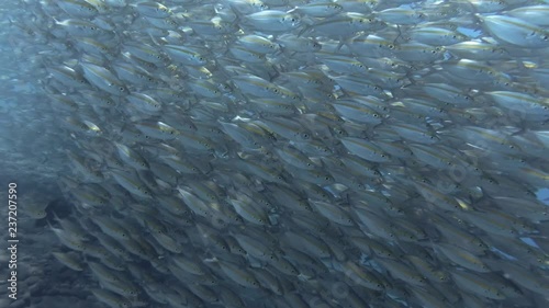 Massive school of Yellowstripe Scad - Selaroides leptolepis slowly swim in the blue water over the rocky bottom. Bali, Oceania, Indonesia photo