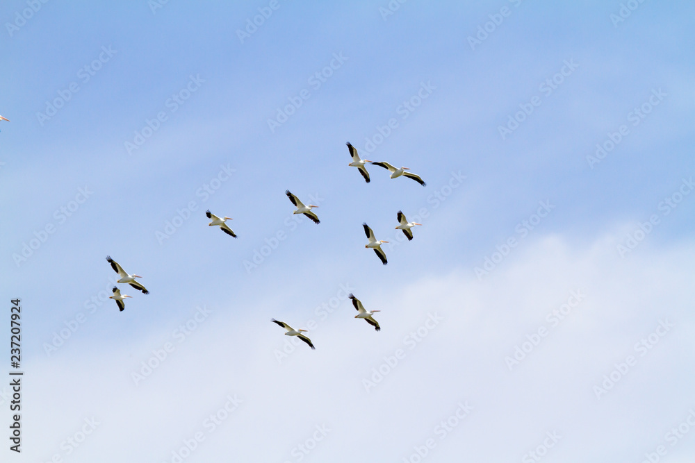 American Pelicans soaring