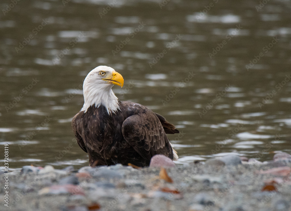 Fototapeta premium Bald Eagle Feeding