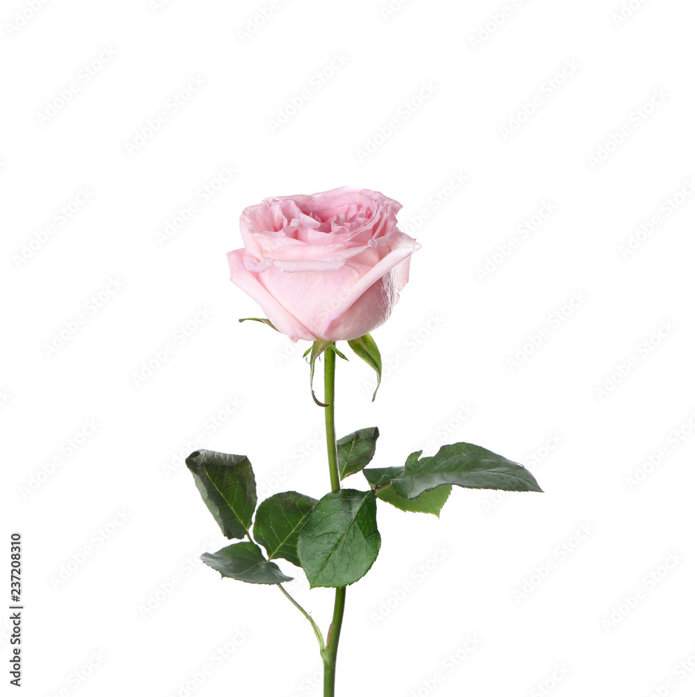 Fototapeta premium Beautiful pink rose on white background