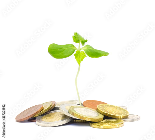 Jewish charity concept. Tzedakah, translated like charity. A photo of money, heap of euro coins and a small green sprout growing from the coins. Business finance concept. Coins isolated on white.