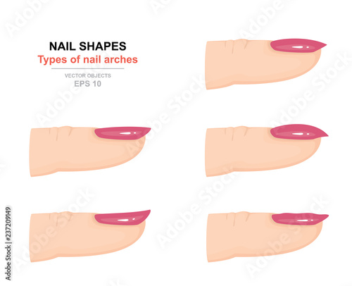 Different kinds of nail shapes. Types of nail arches. Science of human body. Side view. Vector illustration photo