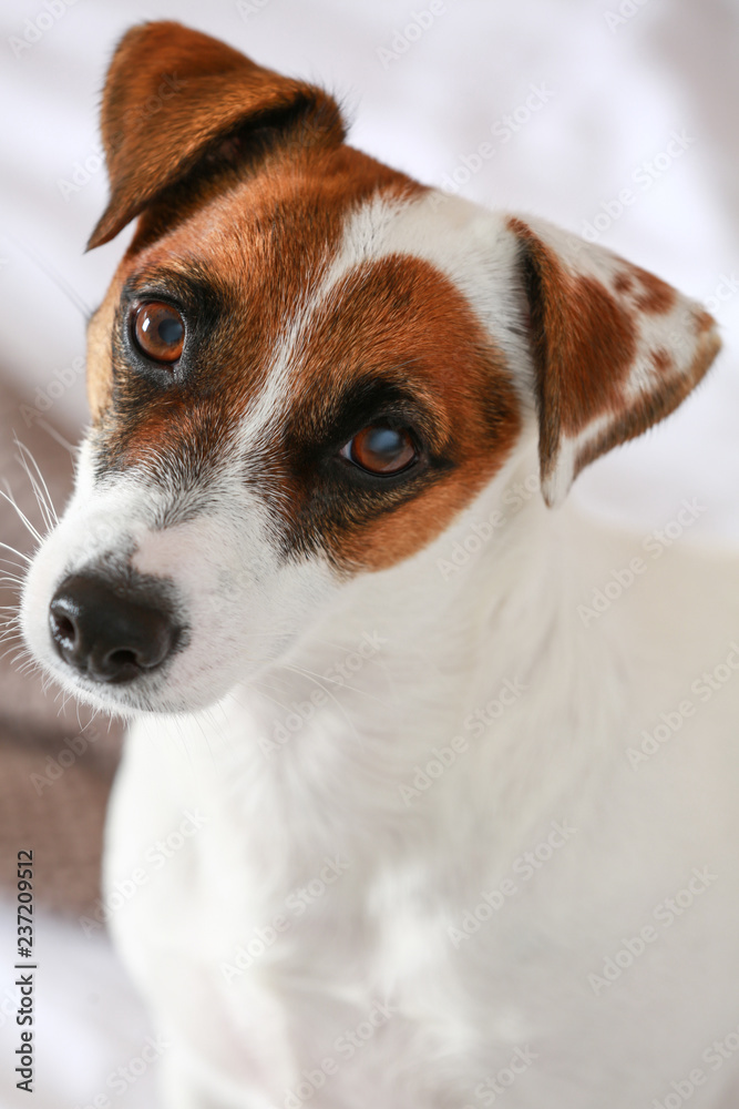 Cute Jack Russell terrier at home