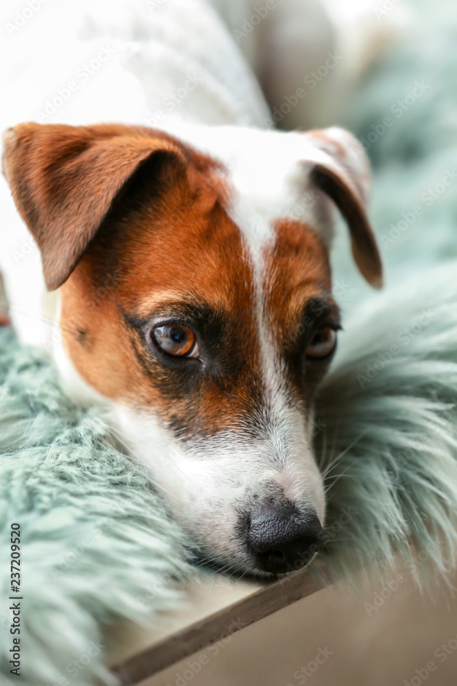 Cute Jack Russell terrier at home Cute Jack Russell terrier at home