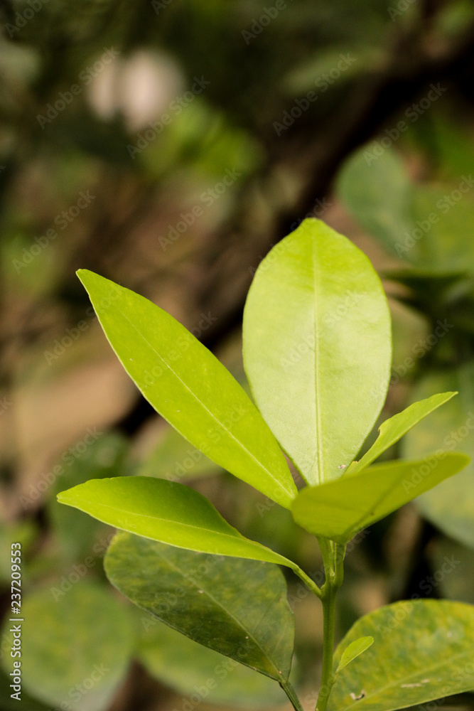 Green Kumquats at garden