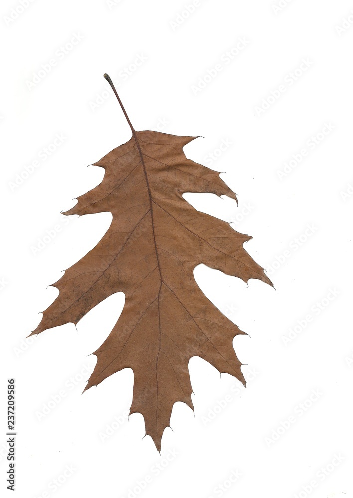 Fototapeta premium brown dry leaf of red oak tree close up
