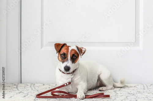 Cute Jack Russell terrier lying on rug near door at home