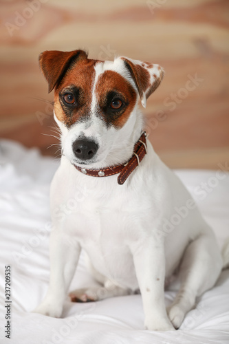 Cute Jack Russell terrier on bed at home