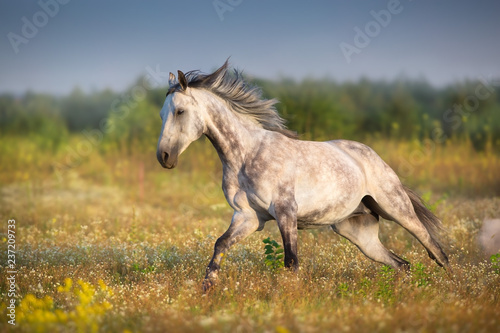 Grey arabian stallion with long mane run gallop on meadow