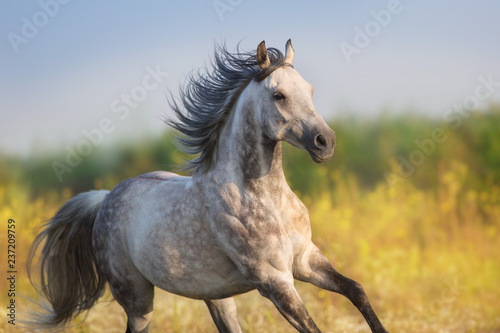 Horse run gellop in meadow free