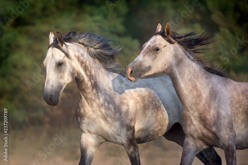 Two grey horse with long mane run free