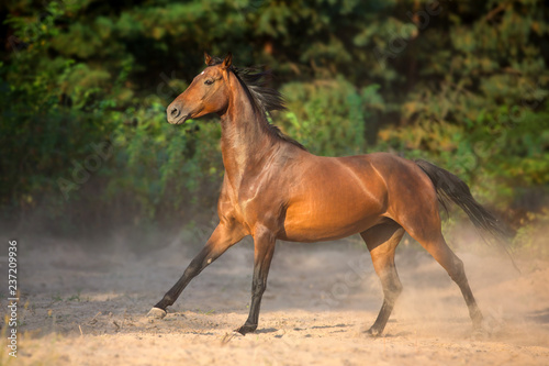 Bay horse run gallop with dust