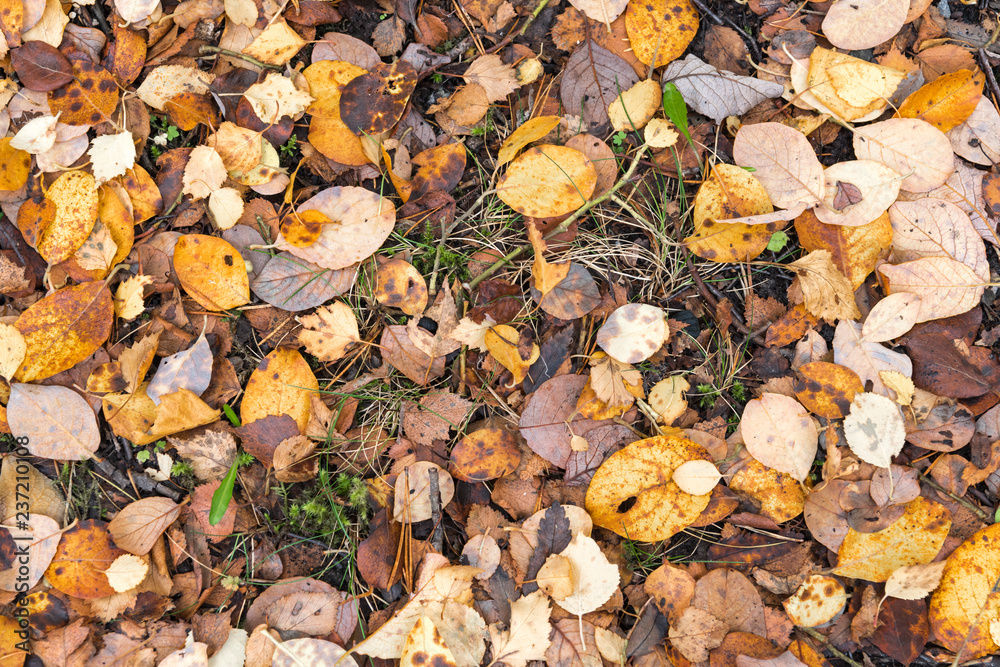 A close-up view from above of dead leaves from various species of trees covering the ground in a scottish forest in Autumn. 18 October 2018. A close-up view from above of dead leaves from various species of trees covering the ground in a scottish forest in Autumn. 18 October 2018.