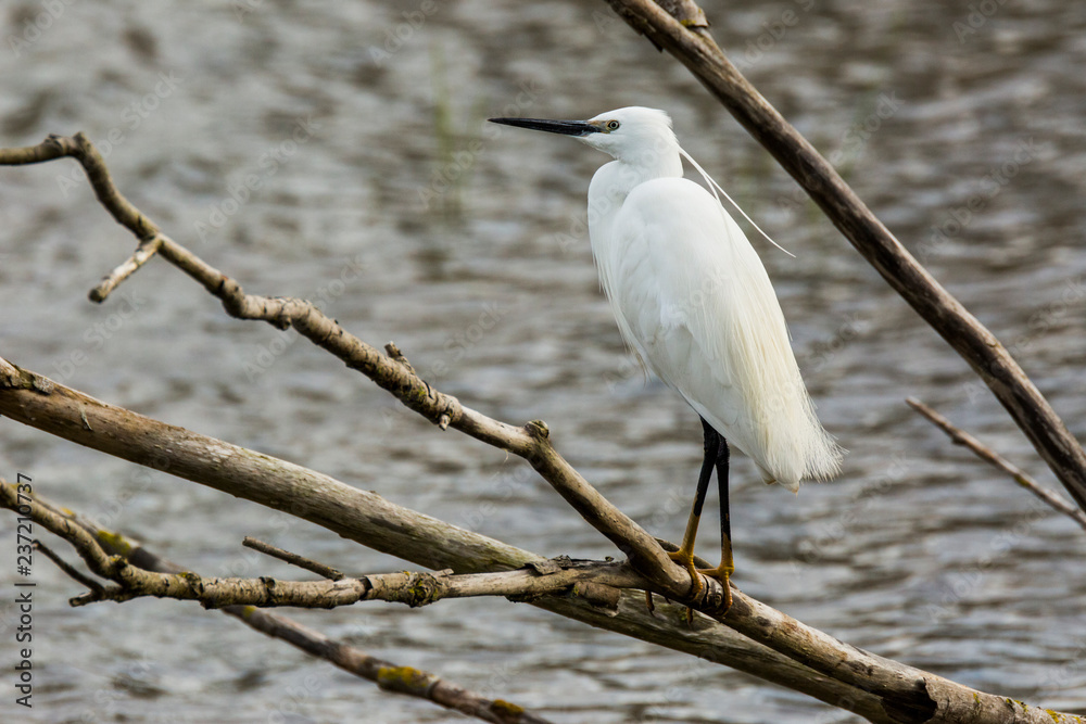 Obraz premium Little egret in Aiguamolls de l'Empordà Nature Reserve, Girona, Spain