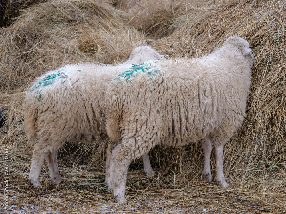Domestic white sheep graze in the winter yard in the countryside. Nature in the village, snow Domestic white sheep graze in the winter yard in the countryside. Nature in the village, snow