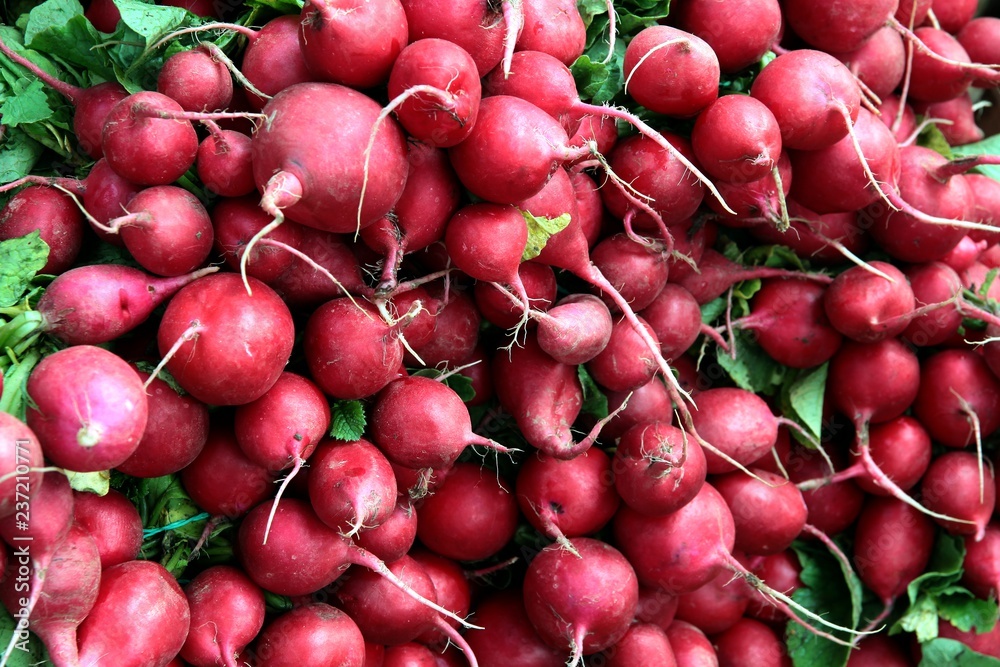 bunches of red radish close up bunches of red radish close up