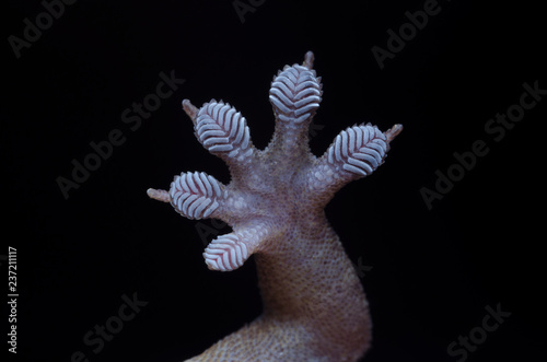 Hand of common house lizard