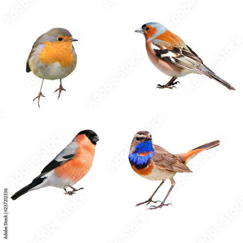 set of four photographs of birds, bullfinch, Chaffinch, Robins and blue on a white isolated background