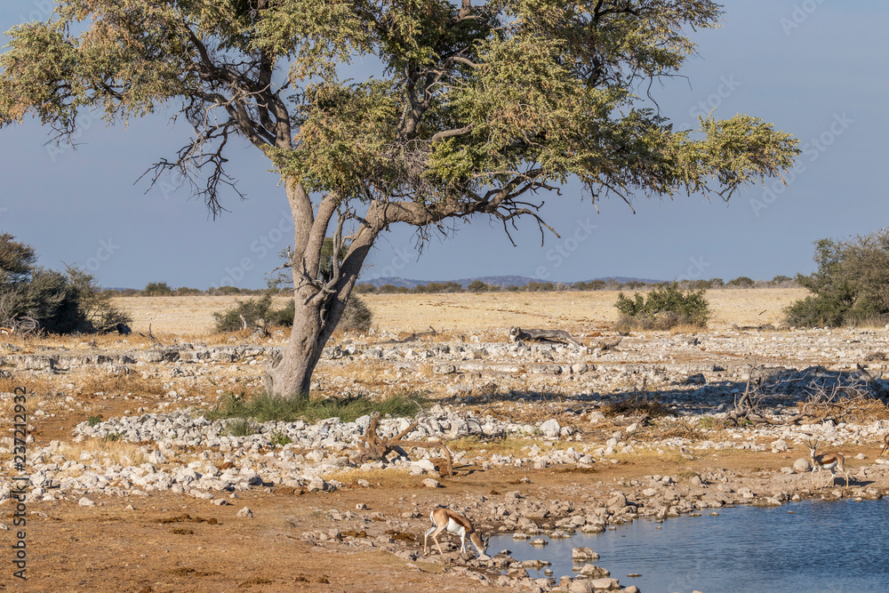 Springbok ( Antidorcas Marsupialis) drinking at a waterhole in a beautiful landscape, Etosha National Park, Namibia. Springbok ( Antidorcas Marsupialis) drinking at a waterhole in a beautiful landscape, Etosha National Park, Namibia.
