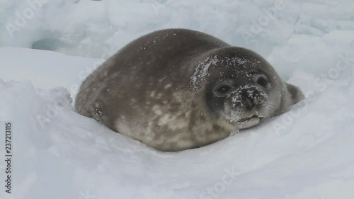 puppy seal Weddel who lies on the ice among the hummocks in the winter afternoon