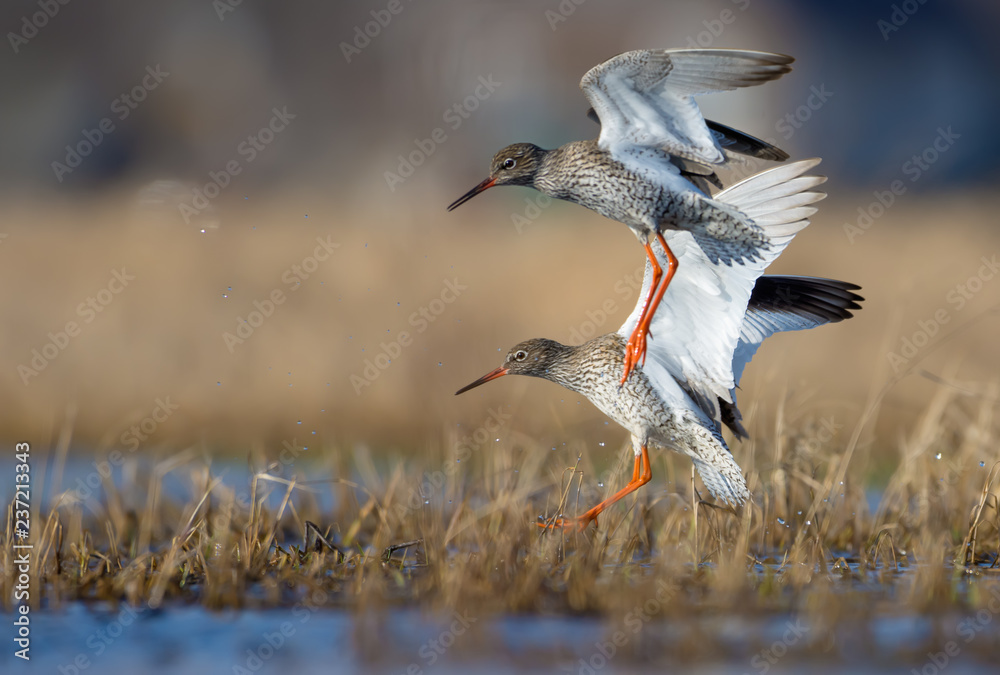 Obraz premium Moment of action landing of couple male and female common redshanks in overgrown waterpond or small lake