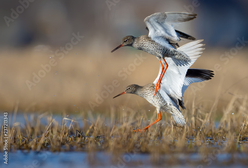 Moment of action landing of couple male and female common redshanks in overgrown waterpond or small lake photo