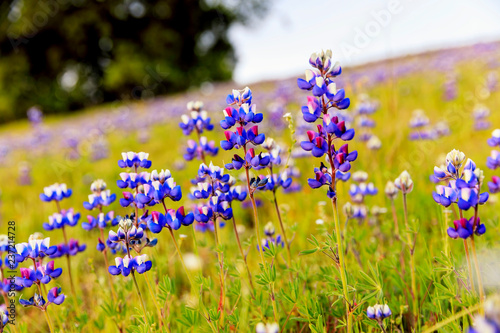 Lupine Forest in the fields