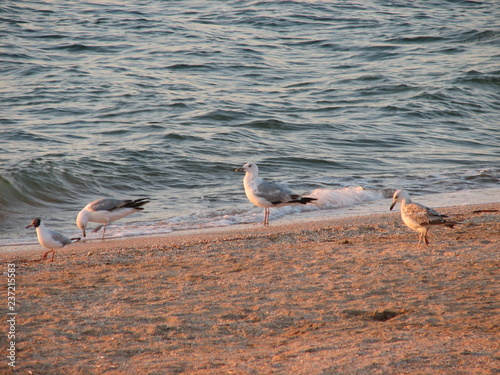 Seagull strolls along the shore