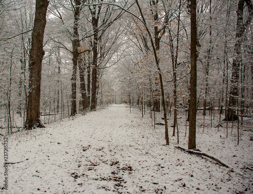 forest trail