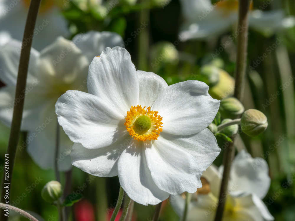 Anemone hupehensis - Anémone du Japon Anemone aux pétales de couleur blanche, aux étamines de couleur jaune vif Anemone hupehensis - Anémone du Japon Anemone aux pétales de couleur blanche, aux étamines de couleur jaune vif
