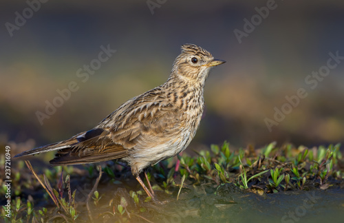 Male Eurasian skylark posing in grass and sand in early spring very close shot