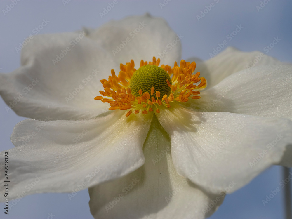 Obraz premium Gros plan sur une fleur d'anémone du japon (Anemone hupehensis) blanche aux étamines jaunes dorées