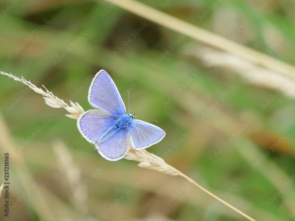 Common Blue Butterfly 2 Common Blue Butterfly 2