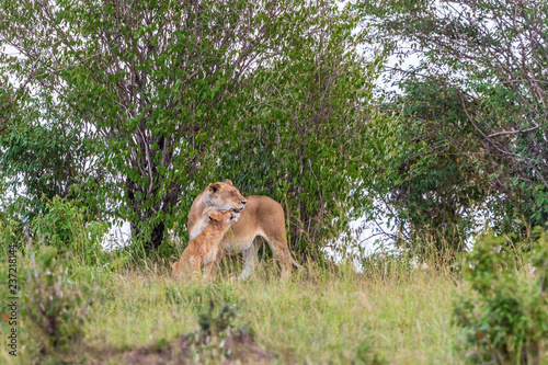 Lioness with cub cuddling in a grove of trees