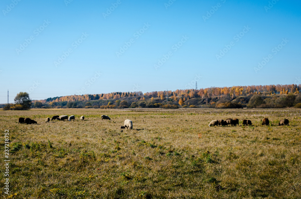 Sheep graze in the autumn in a meadow in Russia. Flock of sheep grazing in a meadow