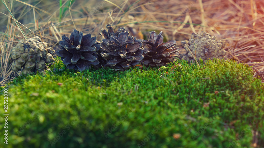 moss and cones in the coniferous forest moss and cones in the coniferous forest
