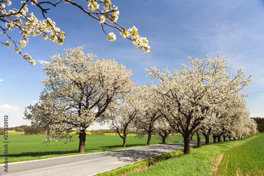 alley of cherry trees white flowering alley of cherry trees white flowering