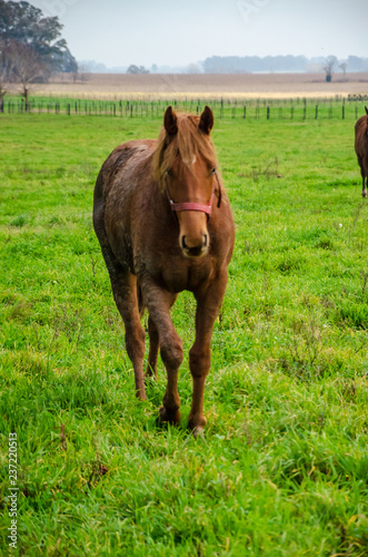 Brown horse with dried mud walking in front on a green field in a countryide landscape