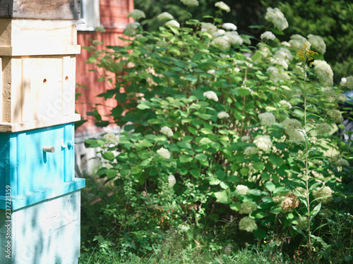  beehives in summer