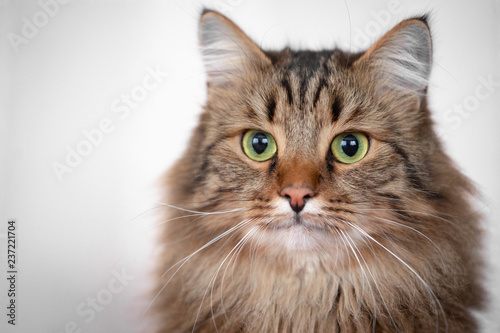 Portrait of a beautiful, striped cat on a light background.