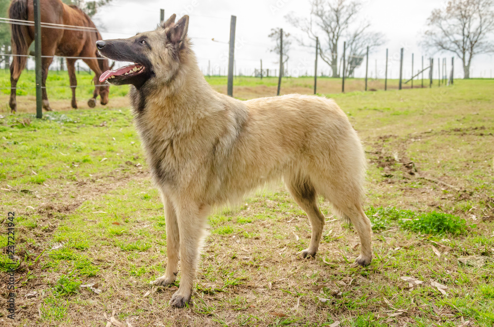 Belgian Shepherd practising postures and other things of dogs Belgian Shepherd practising postures and other things of dogs